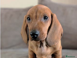 Dachshund dogs Ready Now Champions Line Standard Dachshund - Advert 1