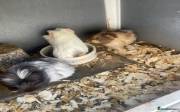 Guinea Pig rodents for sale: Baby Guineapigs for sale - Image 1