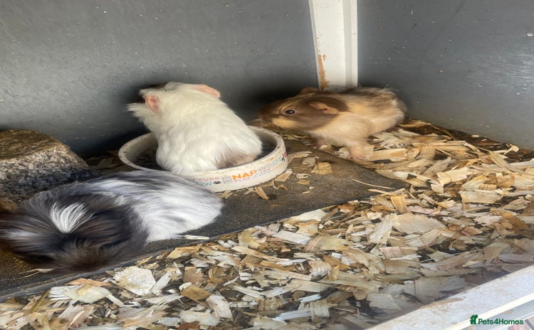 Guinea Pig rodents - Advert 5