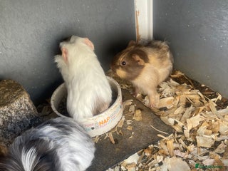 Guinea Pig rodents - Advert 30