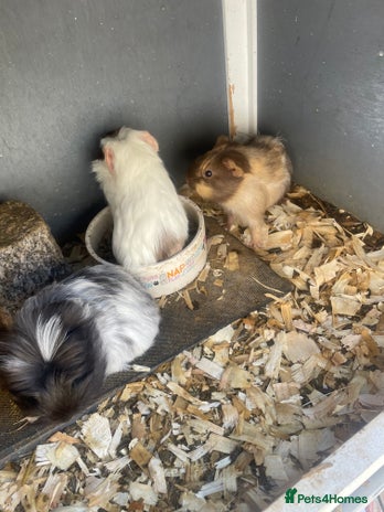 Guinea Pig rodents - Advert 16