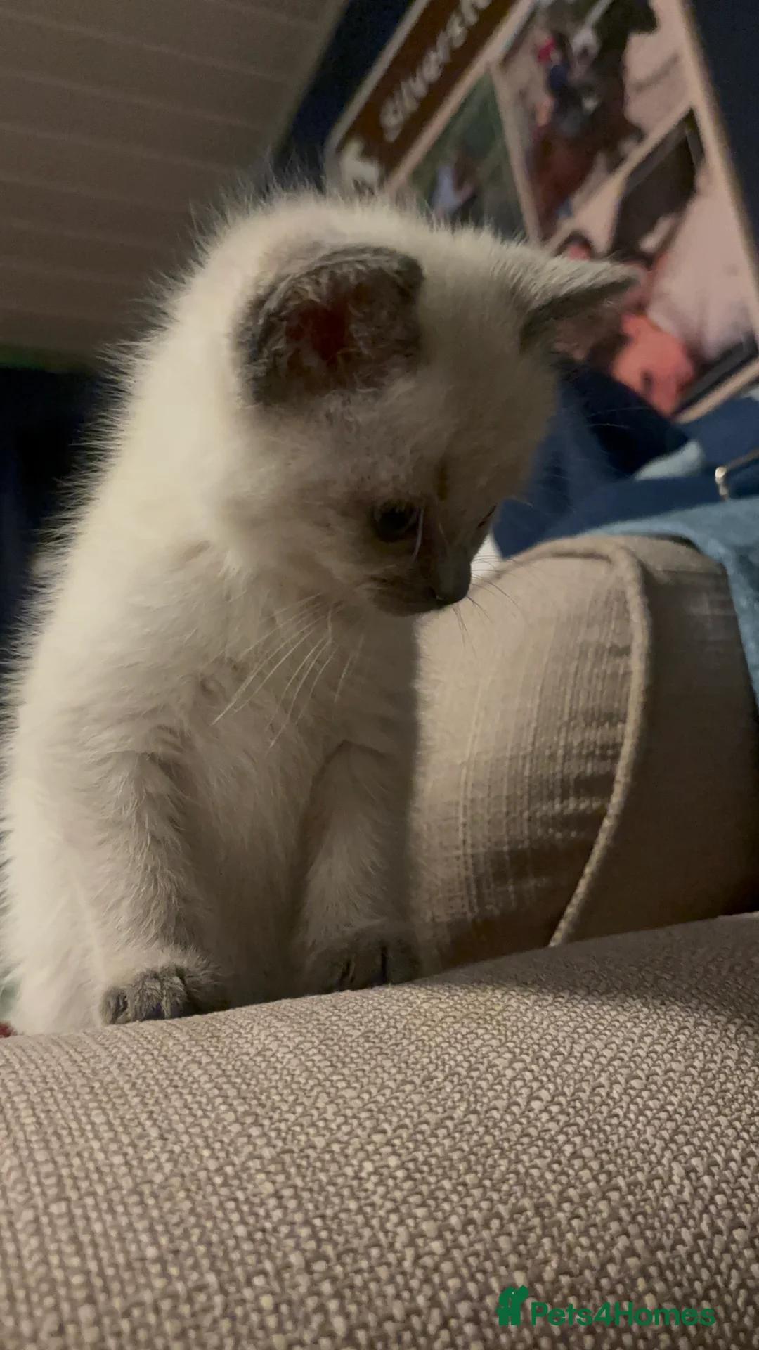 Ragdoll cats for sale: Cute ragdoll x silver tabby Angora - Advert 7