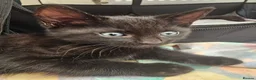 Mixed Breed cats for sale: 2 beautiful dark chocolate colloured boys  - Advert 18