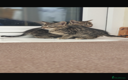Mixed Breed cats for sale: Gorgeous kittens  - Image 4