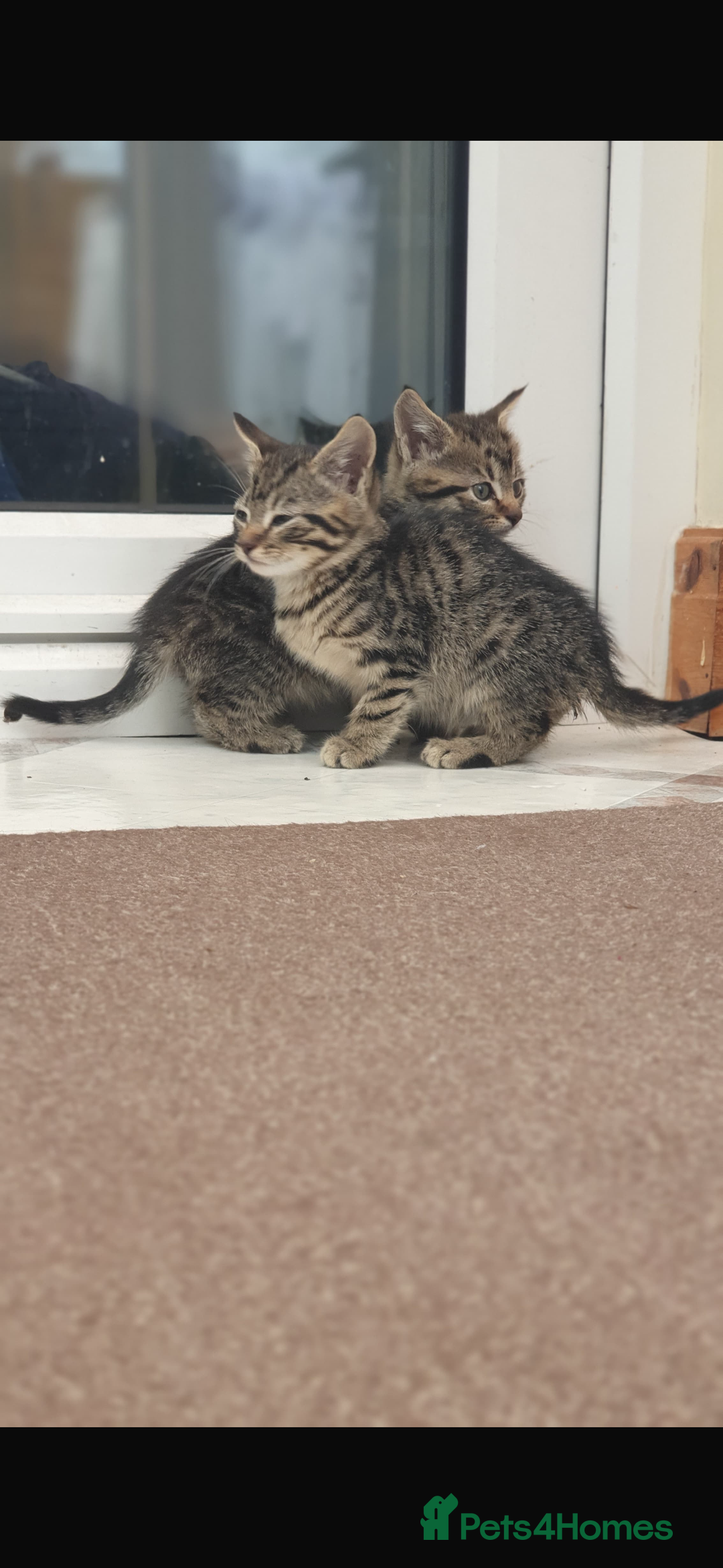 Mixed Breed cats for sale: Gorgeous kittens  - Image 4