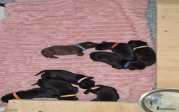 Borador dogs for sale: Male Borador Pups - Image 12