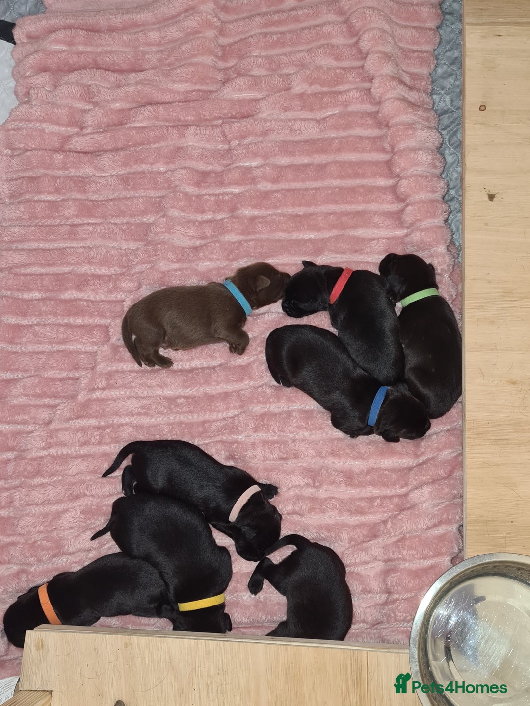 Borador dogs for sale: Male Borador Pups - Image 12