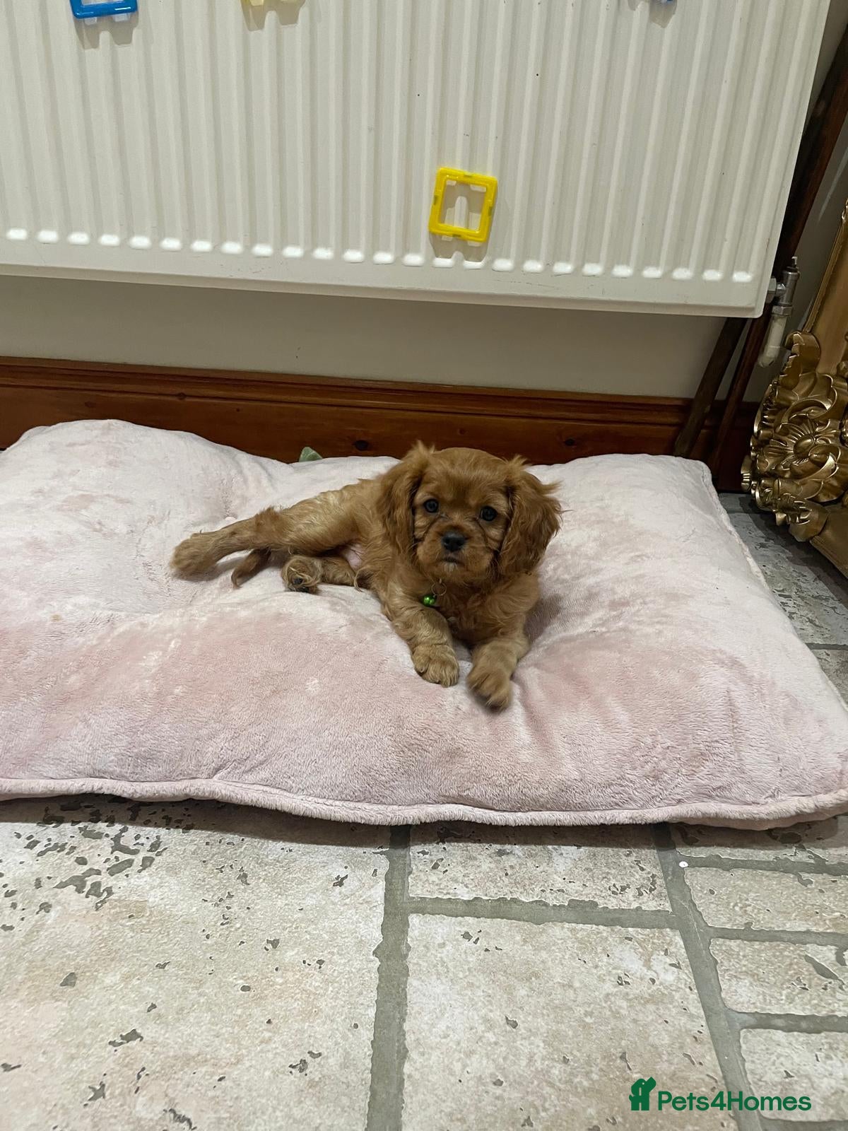 Cavalier King Charles Spaniel dogs King Charles cavalier babies  - Advert 2