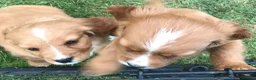 Mixed Breed dogs for sale: DAKOTA RETRIEVER CROSS COCKERLIER PUPPIES - Advert 7