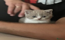 British Shorthair cats for sale: Beautiful , soft teddy bears 🩷🩷💙 - Image 14