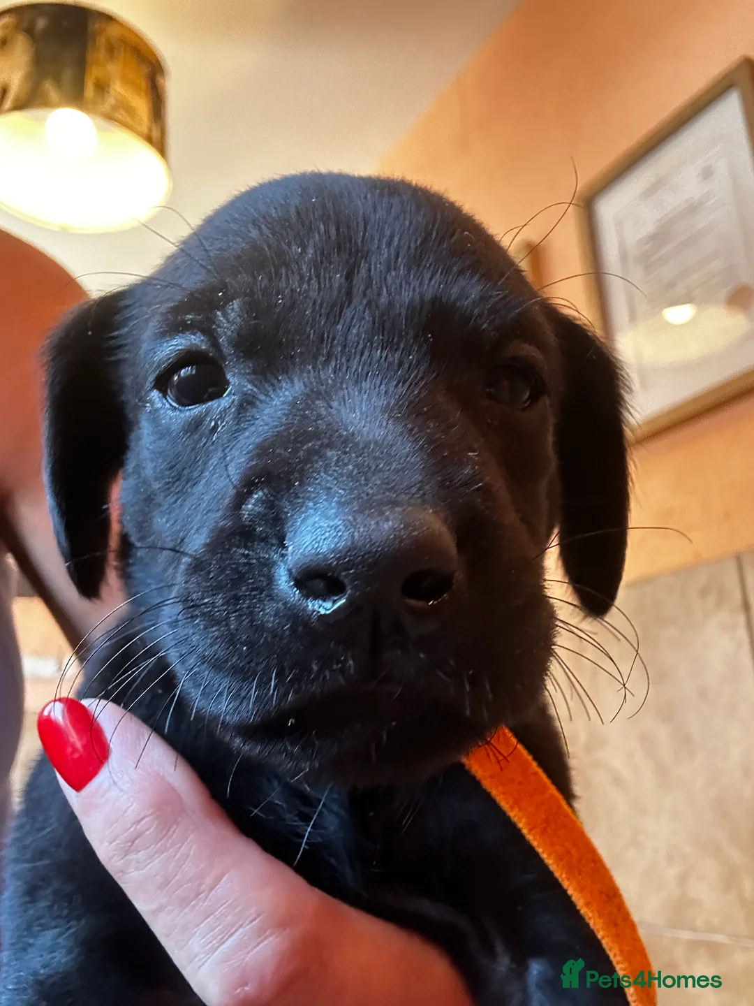 Labrador Retriever dogs for sale: TOP QUALITY PUPS FROM FULLY HEALTH TESTED PARENTS - Advert 2