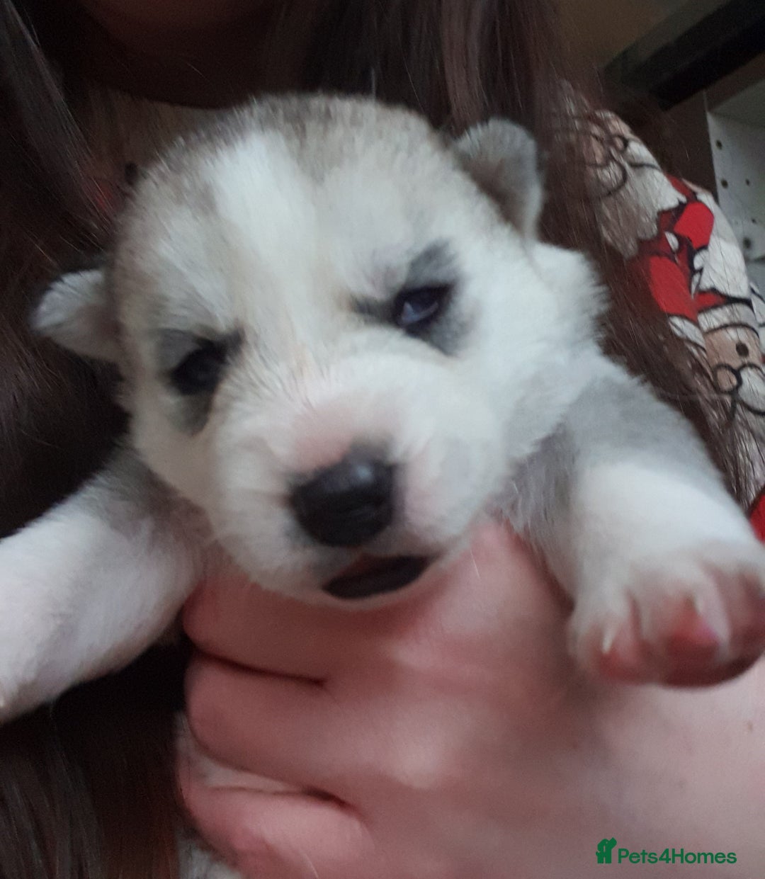 Siberian Husky dogs for sale: 3 Siberian Husky puppies - Advert 5