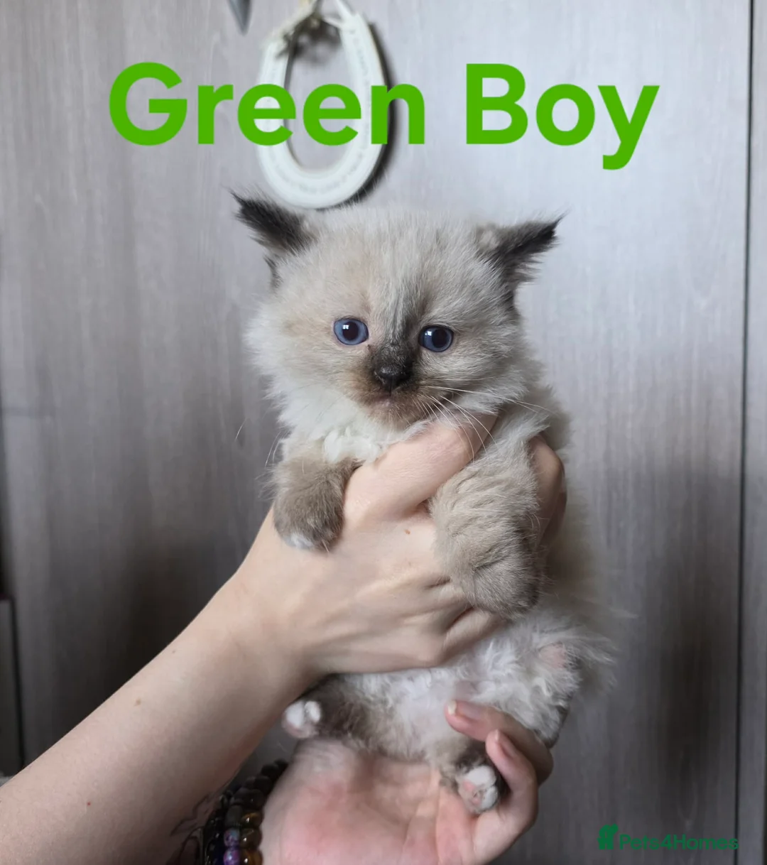 Ragdoll cats for sale: Six beautiful ragdoll kittens - Advert 2