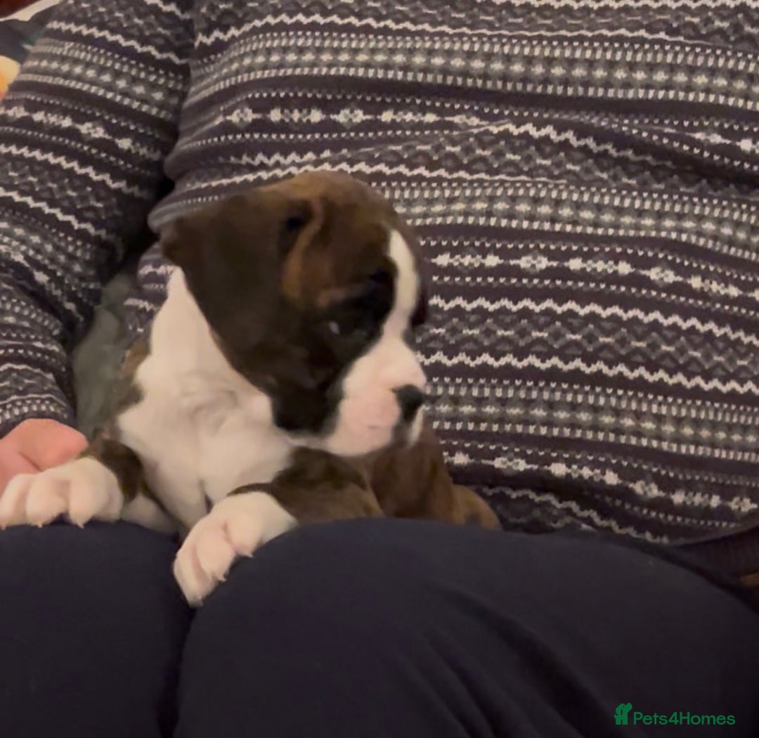 Boxer dogs for sale: adorable boxer puppies  - Advert 14