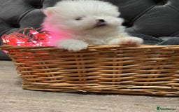 Pomeranian dogs for sale: Pure white fluffy little poms - Image 5
