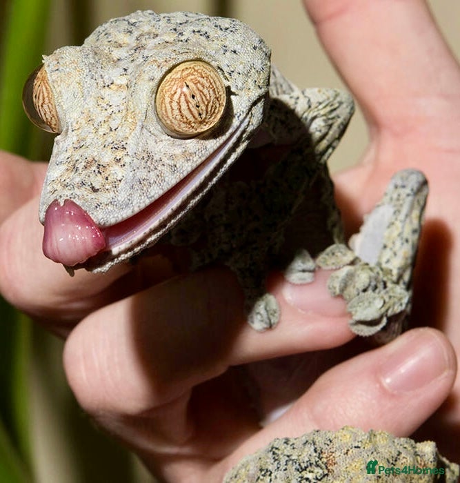 Gecko reptiles Giant Leaf Tail Gecko Pair - Advert 7
