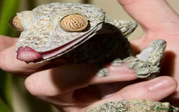 Gecko reptiles for sale: Giant Leaf Tail Gecko Pair - Image 1