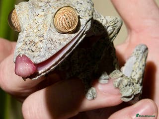 Gecko reptiles Giant Leaf Tail Gecko Pair - Advert 6