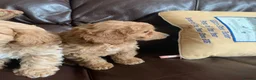 Cavachon dogs for sale: Outstanding Cavapoochon Puppies  - Advert 10