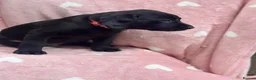 Labrador Retriever dogs for sale: Labrador puppys - Advert 3