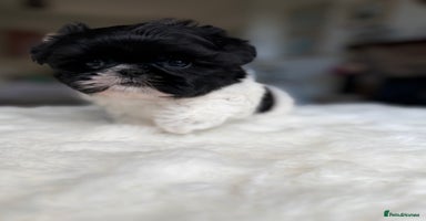 Shih Tzu dogs - Advert 11