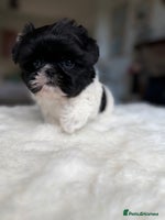 Shih Tzu dogs - Advert 14