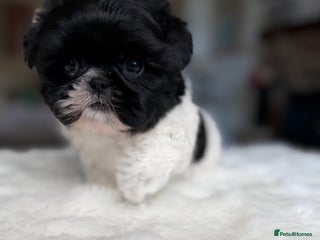 Shih Tzu dogs - Advert 1
