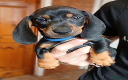 Miniature Dachshund dogs for sale: READY TO LEAVE BLACK/TAN MINIATURE DACHSHUND KC  - Image 1