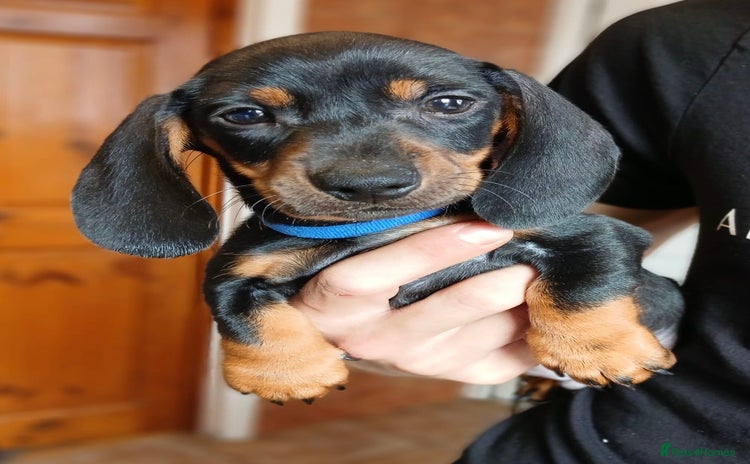 Miniature Dachshund dogs - Advert 10