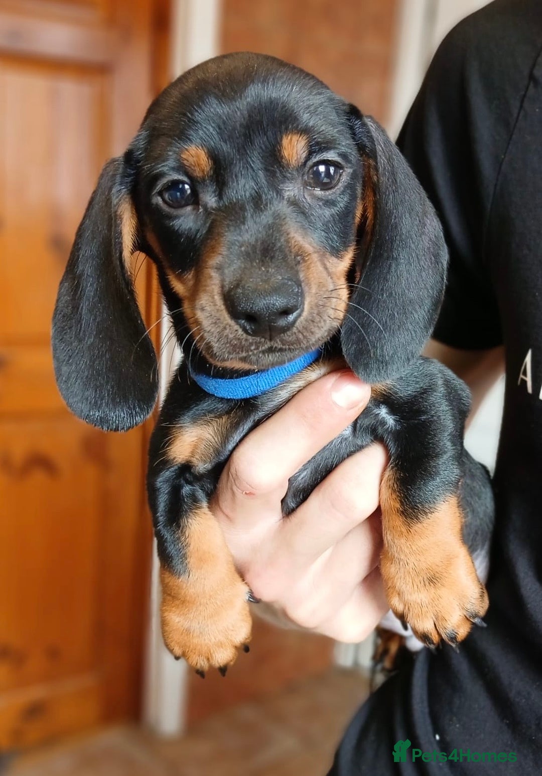 Miniature Dachshund dogs for sale: READY TO LEAVE BLACK/TAN MINIATURE DACHSHUND KC  - Image 1