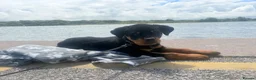 Rottweiler dogs for sale: 12 week male Rottweiler puppy - Advert 4