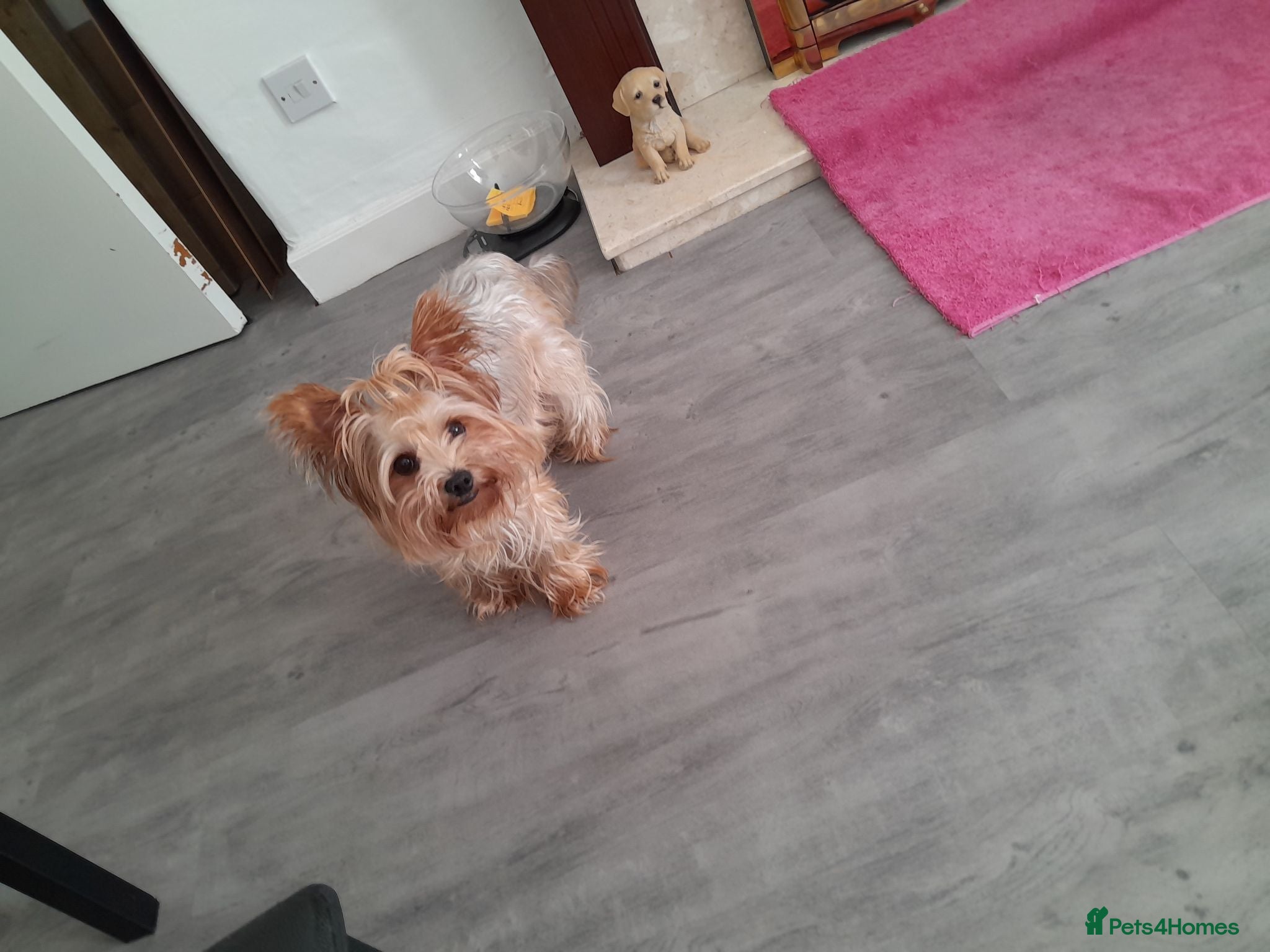 Yorkshire Terrier dogs Beautiful puppies - Advert 15