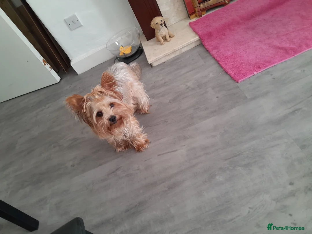 Yorkshire Terrier dogs for sale: Beautiful puppies - Advert 1