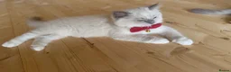 Ragdoll cats for sale: 💙 👑 The Alpha Collection | TICA Ragdolls 🧸 - Advert 8