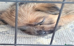 Norfolk Terrier dogs for sale: Norfolk Terriers for sale 🐶 - Image 6