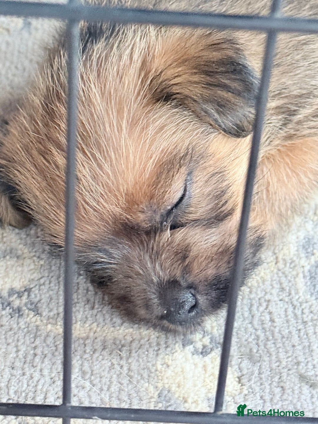 Norfolk Terrier dogs for sale: Norfolk Terriers for sale 🐶 - Image 6