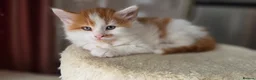 Mixed Breed cats for sale: Beautiful 9 Week Old Mixed Breed Kittens Ready Now - Advert 31