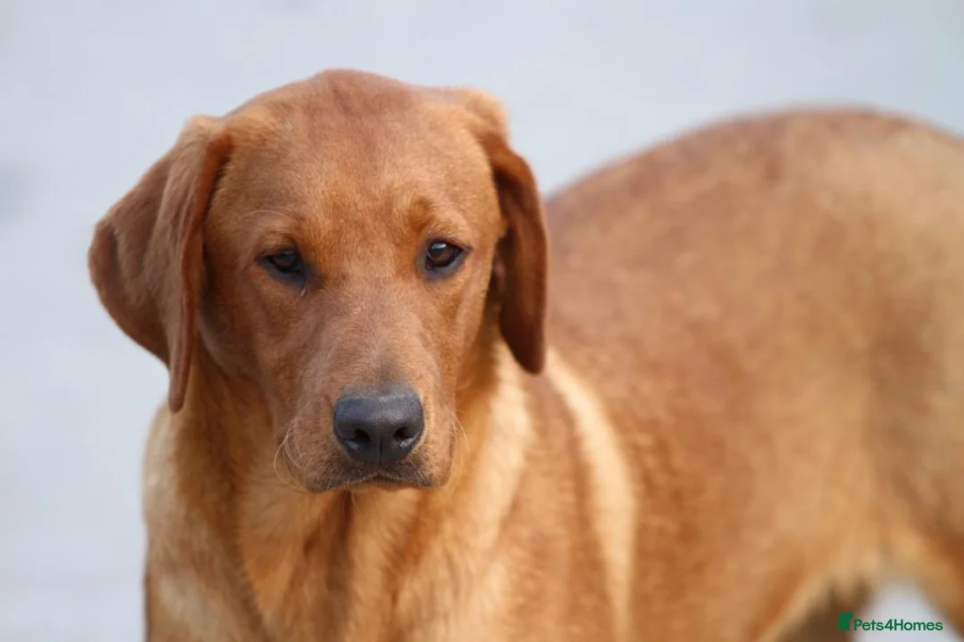 Labrador Retriever dogs for sale: Yellow Labrador puppies - Advert 2