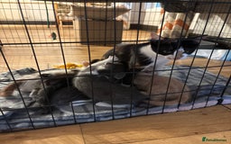 Mixed Breed cats for sale: 5 Mixed Breed Kittens - Image 7