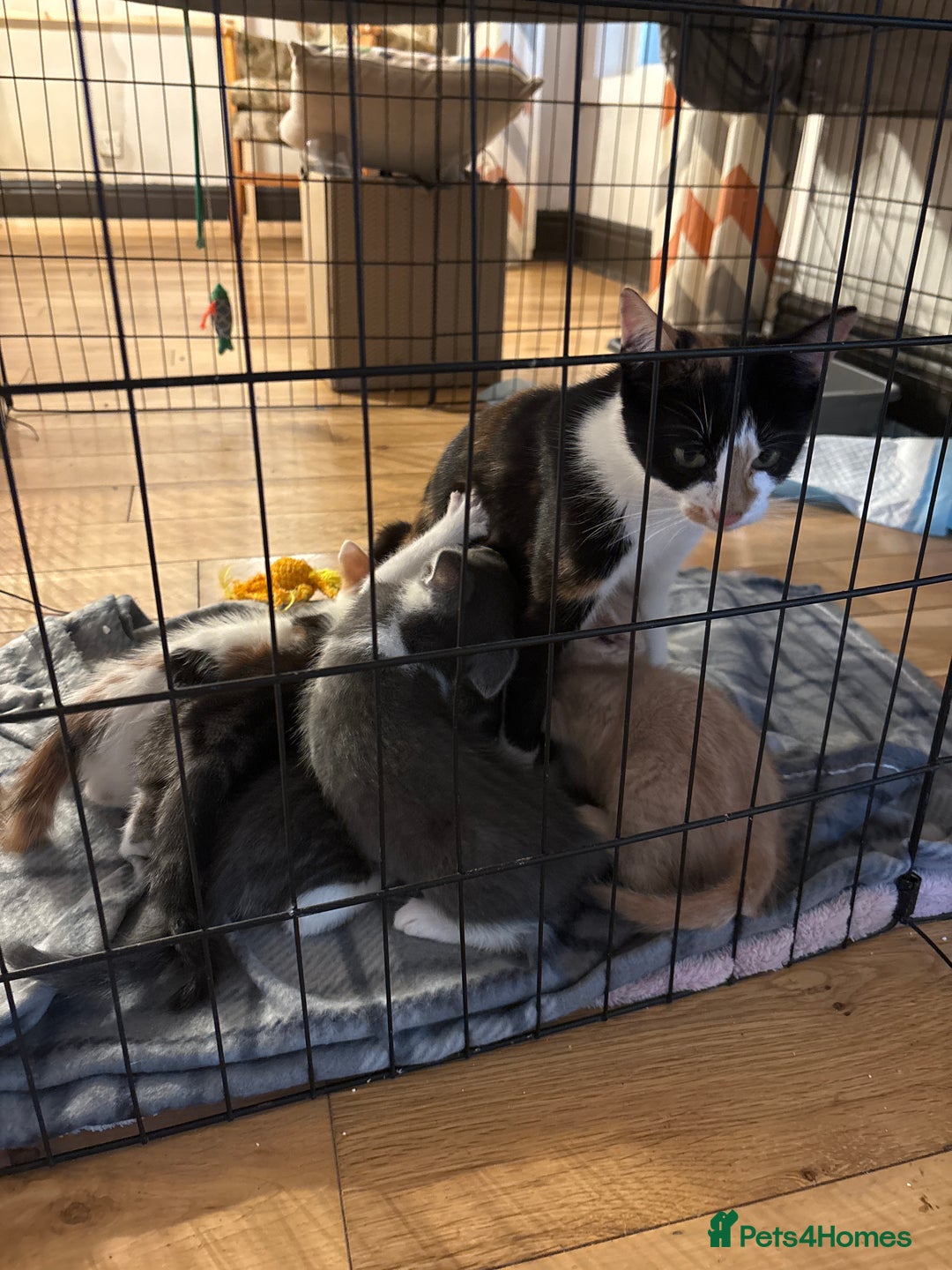 Mixed Breed cats for sale: 5 Mixed Breed Kittens - Image 7