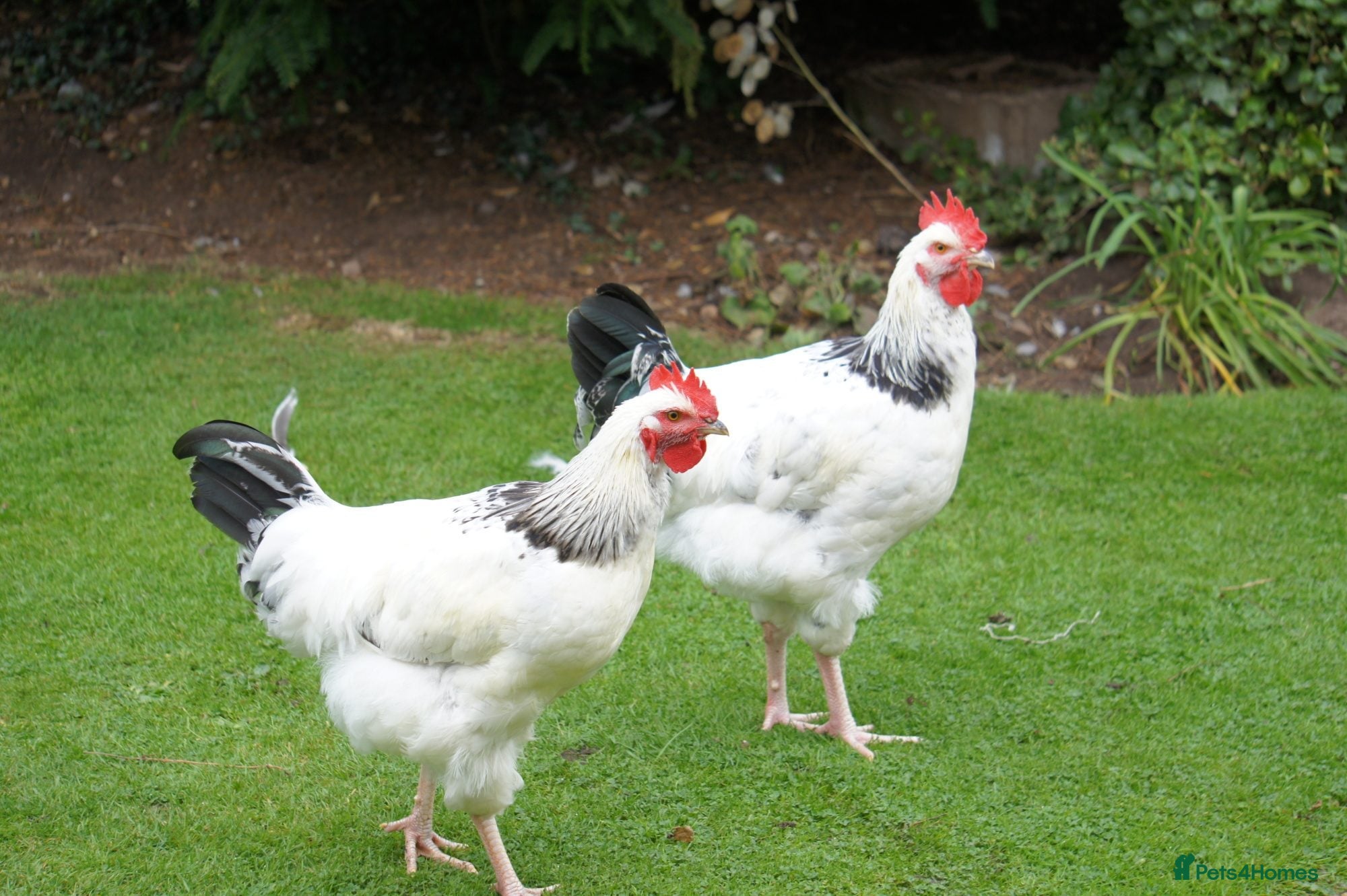 Chickens poultry light sussex cockerall - Advert 1