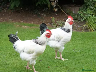 Chickens poultry light sussex cockerall - Advert 1