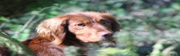 Cocker Spaniel dogs for stud: Fully Health Tested Dark Red W/Cocker Spaniel Stud in Totnes - Advert 7