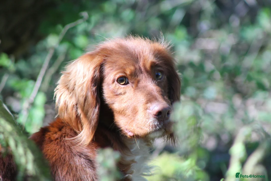 Cocker Spaniel dogs for stud: Fully Health Tested Dark Red W/Cocker Spaniel Stud in Totnes - Advert 7