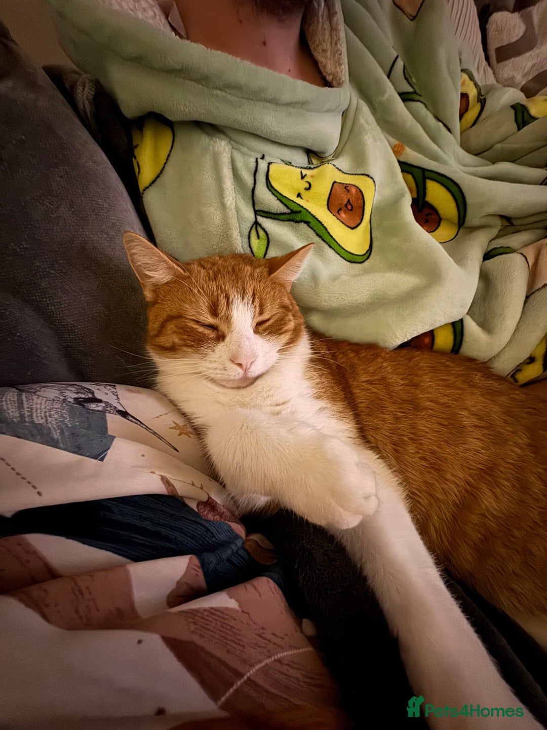 Mixed Breed cats for sale: Rehoming Toby  - Advert 5