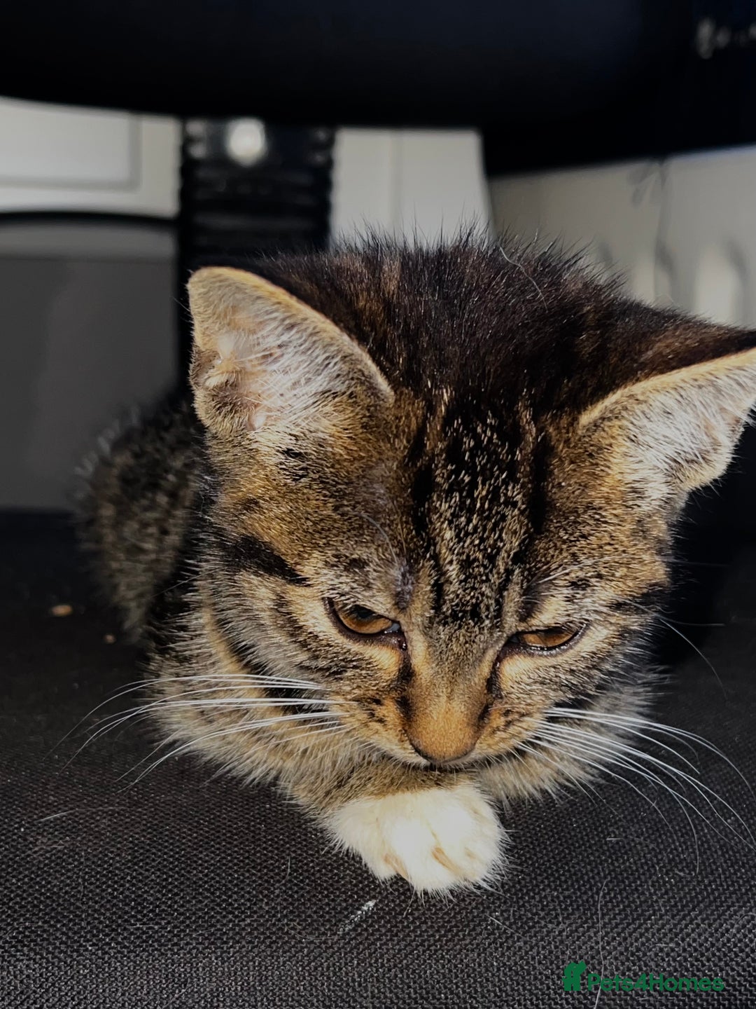Domestic Shorthair cats for sale: Gorgeous litter of domestic shorthair kittens - Image 3
