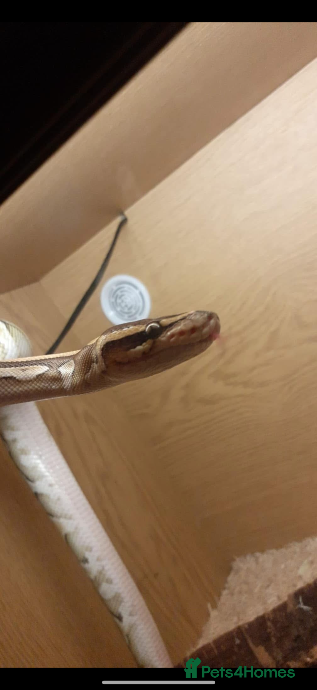 Python Snake reptiles for sale: Lesser python snake  - Image 2