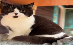 British Shorthair cats for sale: British Shorthair kittens for sale - Image 12