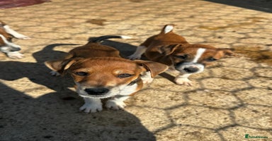 Jack Russell dogs - Advert 11