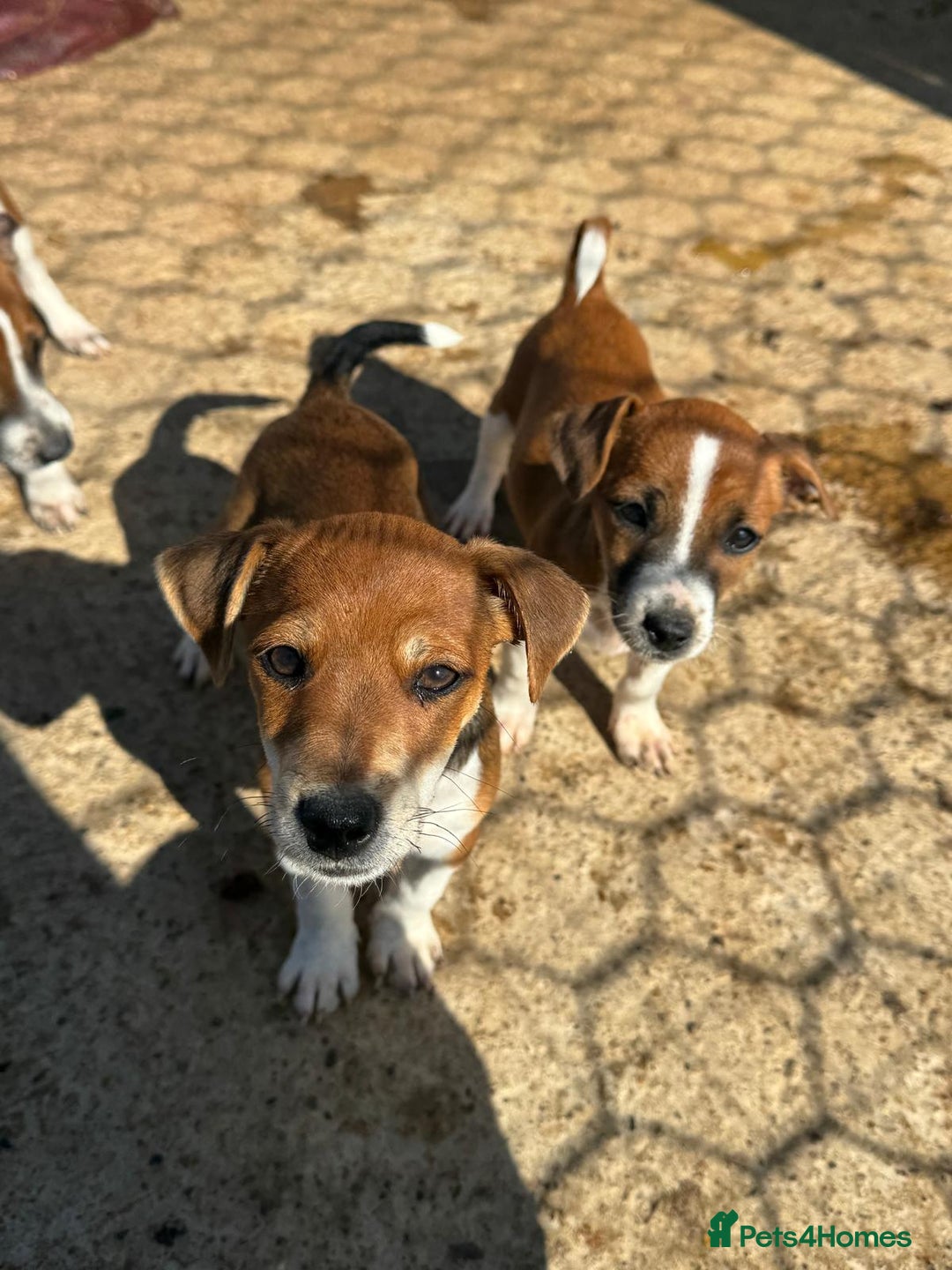 Jack Russell dogs for sale: Jack Russell’s - Image 3